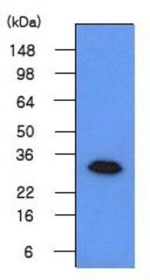 Western Blot: Geminin Antibody (2H7)BSA Free [NBP1-04293]