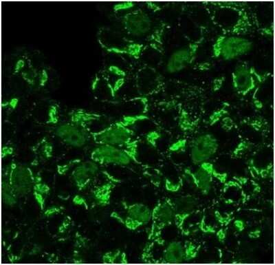 Immunocytochemistry/ Immunofluorescence: Geminin Antibody (GMNN/3665) [NBP3-13992]