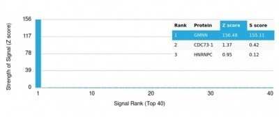 Protein Array: Geminin Antibody (GMNN/7037R) [NBP3-13993]