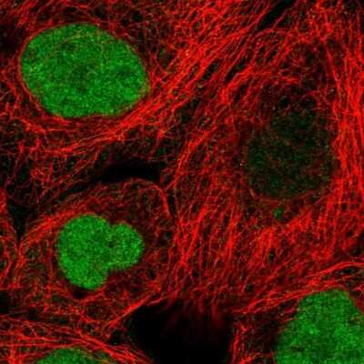 Immunocytochemistry/ Immunofluorescence: Geminin Antibody [NBP2-14058]