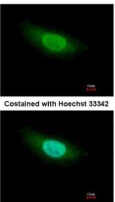 Immunocytochemistry/ Immunofluorescence: Geminin Antibody [NBP2-16639]