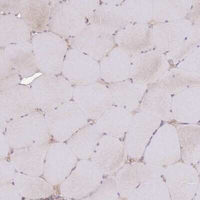 Immunohistochemistry-Paraffin: Geminin Antibody [NBP2-14058]