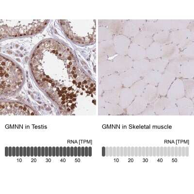Immunohistochemistry-Paraffin: Geminin Antibody [NBP2-14058]