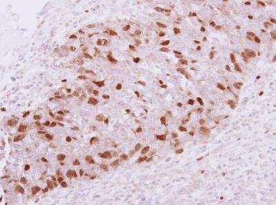 Immunohistochemistry-Paraffin: Geminin Antibody [NBP2-16639]