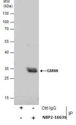 Immunoprecipitation: Geminin Antibody [NBP2-16639]