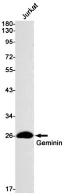 Western Blot: Geminin Antibody (S08-1F8) [NBP3-19484]