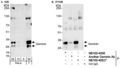 Western Blot: Geminin Antibody [NB100-40827]