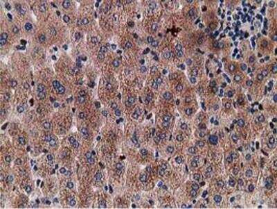 Immunohistochemistry-Paraffin: Gephyrin/GPHN Antibody (OTI3B6) [NBP2-03449]