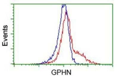 Flow Cytometry: Gephyrin/GPHN Antibody (OTI3B6) - Azide and BSA Free [NBP2-71556]