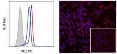 Flow Cytometry: GilZ Antibody (CFMKG15) - BSA Free [NBP2-00143]