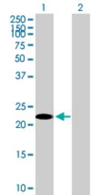Western Blot: GilZ Antibody [H00001831-B01P]