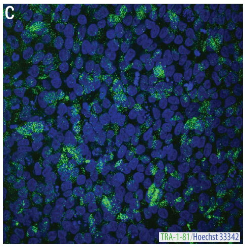 Human Induced Pluripotent Stem Cells Express TRA-1-81.