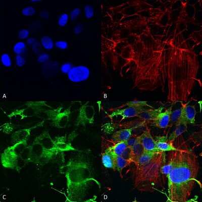 Immunocytochemistry/ Immunofluorescence: GluR1 Antibody (S355-1) [NBP2-22399]