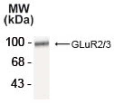 Western Blot: GluR2/3 Antibody [NB300-302]