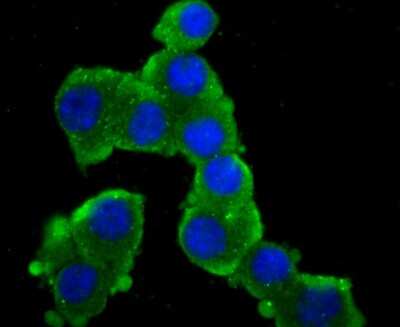Immunocytochemistry/ Immunofluorescence: GluR2 Antibody (JU20-43) [NBP2-75510]