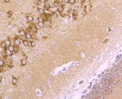 Immunohistochemistry-Paraffin: GluR2 Antibody (JU20-43) [NBP2-75510]