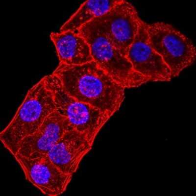 Immunocytochemistry/ Immunofluorescence: GluR7/GRIK3 Antibody (2B3D1) - BSA Free [NBP2-61782]