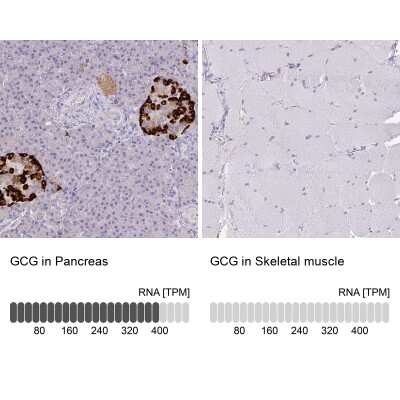 Immunohistochemistry-Paraffin: Glucagon Antibody [NBP2-38330]