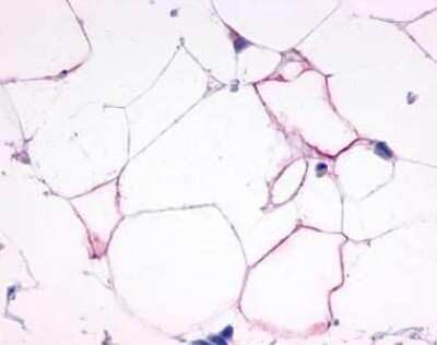 Immunohistochemistry-Paraffin: Glucagon R/GCGR Antibody - BSA Free [NLS4257]