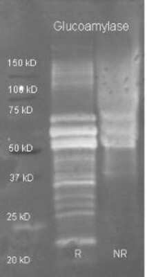 Western Blot: Glucoamylase Antibody [NBP1-78076]