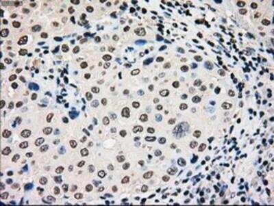 Immunohistochemistry-Paraffin: Glucokinase/GCK Antibody (OTI3E3) [NBP1-47778]