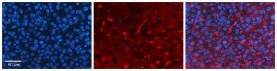 Immunohistochemistry: Glucosamine (N-acetyl)-6-Sulfatase/GNS Antibody [NBP1-69352]