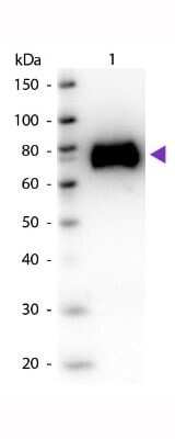 Western Blot: Glucose Oxidase Antibody [NBP2-44186]
