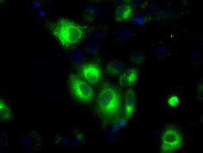 Immunocytochemistry/ Immunofluorescence: Glucose 1-dehydrogenase Antibody (OTI2A7) [NBP2-02615]