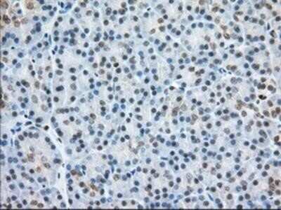 Immunohistochemistry: Glucose 1-dehydrogenase Antibody (OTI2A7) - Azide and BSA Free [NBP2-71478]