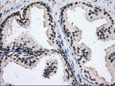 Immunohistochemistry: Glucose 1-dehydrogenase Antibody (OTI2A7) - Azide and BSA Free [NBP2-71478]
