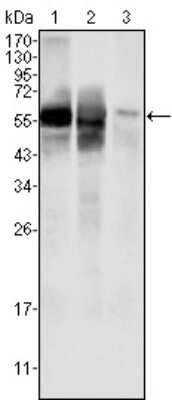 Western Blot: Glucose 6 phosphate isomerase Antibody (1B7D7)BSA Free [NBP1-47523]