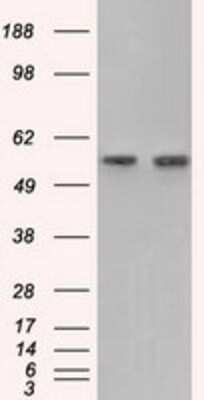 Western Blot: Glucose 6 phosphate isomerase Antibody (OTI2D2) [NBP2-02541]