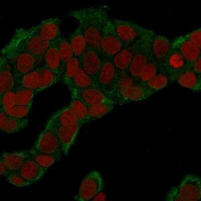 Immunocytochemistry/ Immunofluorescence: Glucose 6 phosphate isomerase Antibody (CPTC-GPI-1) - Azide and BSA Free [NBP2-79845]