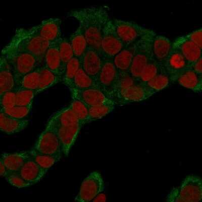 Immunocytochemistry/ Immunofluorescence: Glucose 6 phosphate isomerase Antibody (CPTC-GPI-1) [NBP2-79711]