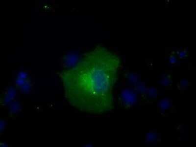 Immunocytochemistry/ Immunofluorescence: Glucose 6 phosphate isomerase Antibody (OTI2D2) - Azide and BSA Free [NBP2-70844]