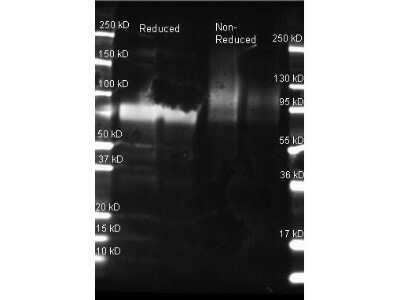 Western Blot: Glucose Oxidase Antibody [NBP2-44186]
