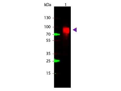 Western Blot: Glucose Oxidase Antibody [NBP2-44232]