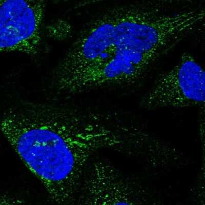 Immunocytochemistry/ Immunofluorescence: Glucuronic Acid Epimerase Antibody [NBP2-31985]