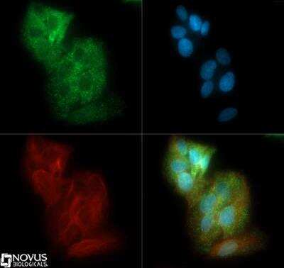 Immunocytochemistry/ Immunofluorescence: Glut2 Antibody - BSA Free [NBP2-22218]