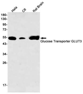 Western Blot: Glut3 Antibody (S05-5D5) [NBP3-14936]
