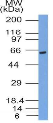 Western Blot: Glut4 Antibody (2E11NB)Azide and BSA Free [NBP2-80754]