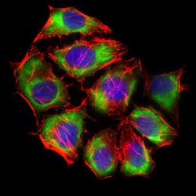Immunocytochemistry/ Immunofluorescence: Glut4 Antibody (3G10A3) - BSA Free [NBP2-22214]