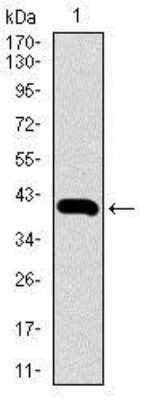 Western Blot: Glut4 Antibody (3G10A3)BSA Free [NBP2-22214]