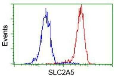 Flow Cytometry: Glut5 Antibody (OTI9F3) [NBP1-47980]