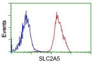 Flow Cytometry: Glut5 Antibody (OTI9F3) [NBP1-47980]