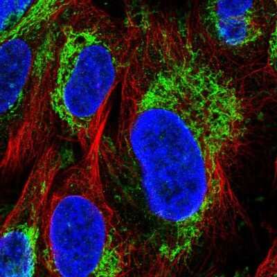 Immunocytochemistry/ Immunofluorescence: Glutamate Dehydrogenase Antibody [NBP2-57114]