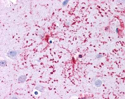 Immunohistochemistry-Paraffin: Glutamate Dehydrogenase Antibody [NBP1-54961]