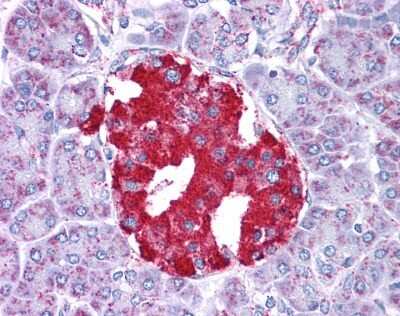 Immunohistochemistry-Paraffin: Glutamate Dehydrogenase Antibody [NBP1-54961]