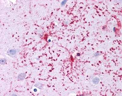 Immunohistochemistry-Paraffin: Glutamate Dehydrogenase Antibody [NBP1-54962]