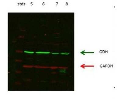 Western Blot: Glutamate Dehydrogenase Antibody [NBP1-54962]